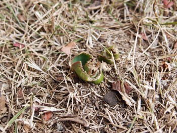 芝生から芽を出すチューリップ