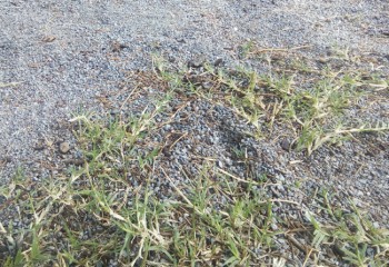 公園の砂地に伸びる芝生