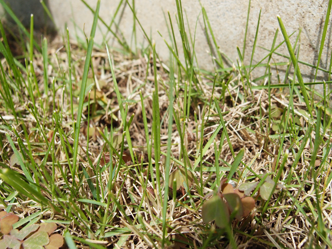 芝生に生える雑草と抜き方 新築住宅の芝生化計画