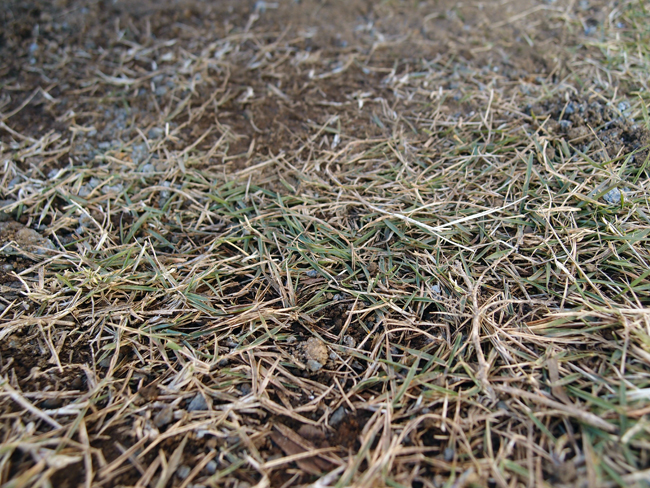 固い土に植え付けた芝生