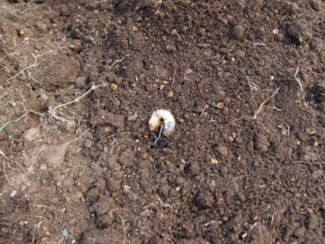 土の中にいたコガネムシの幼虫
