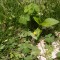 芝生に生える雑草と抜き方